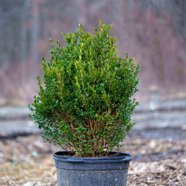 Green Mountain Boxwood