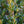 Load image into Gallery viewer, Hedging Green Mountain Boxwood - Boxwood - Shrubs