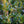 Load image into Gallery viewer, Barrel Form Green Mountain Boxwood - Boxwood - Shrubs