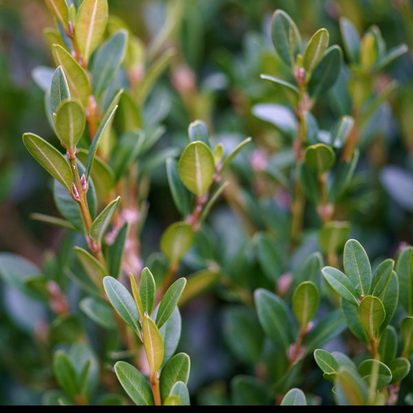 Barrel Form Green Mountain Boxwood - Boxwood - Shrubs