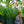 Load image into Gallery viewer, Cactus
