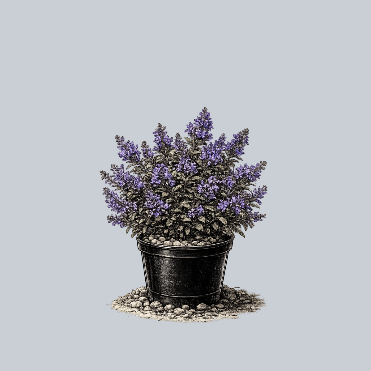 Cat's Pajamas Catmint – Plant Detectives