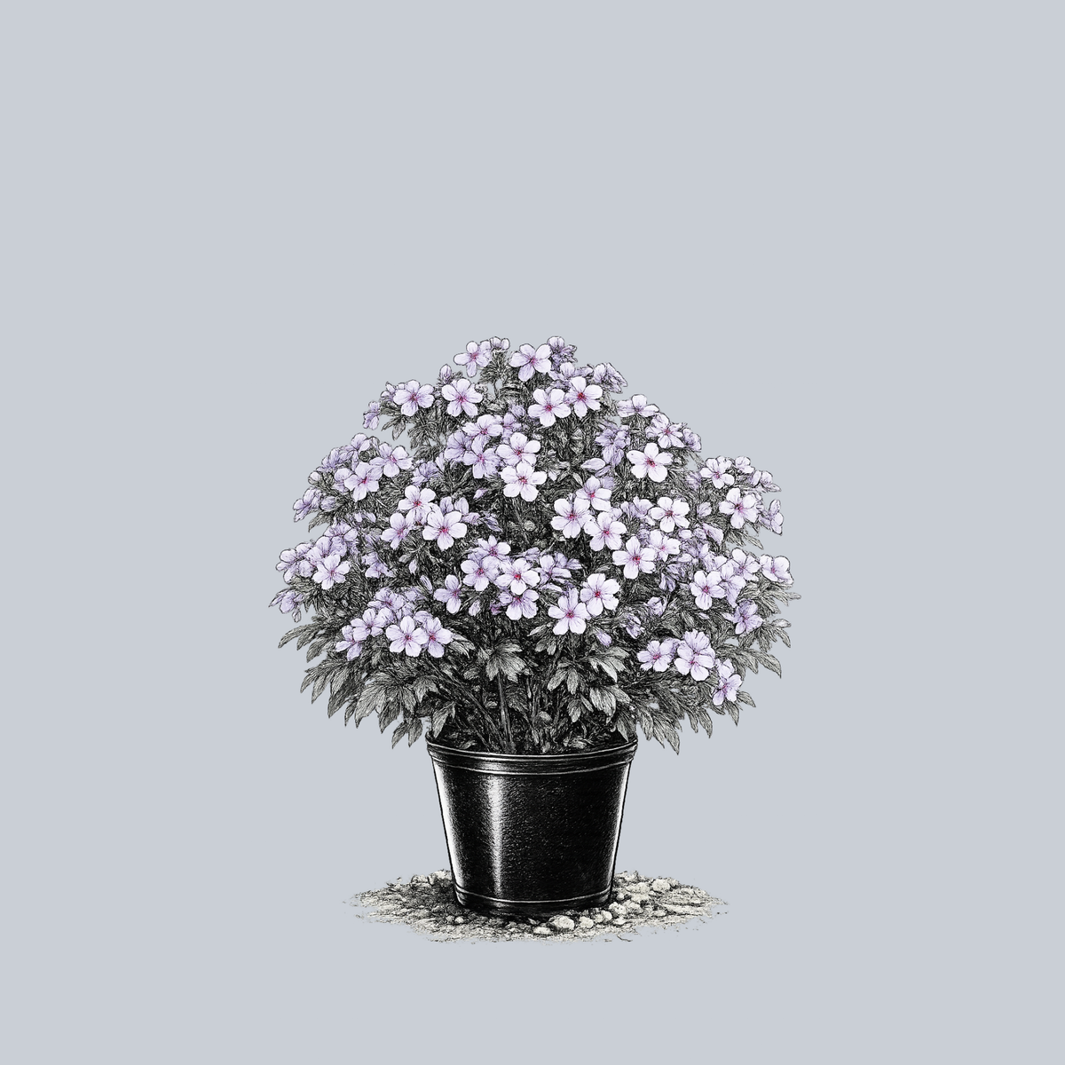 アクセサリー Phlox Japan CHATTAHOOCHEE_WOODLAND_PHLOX_1