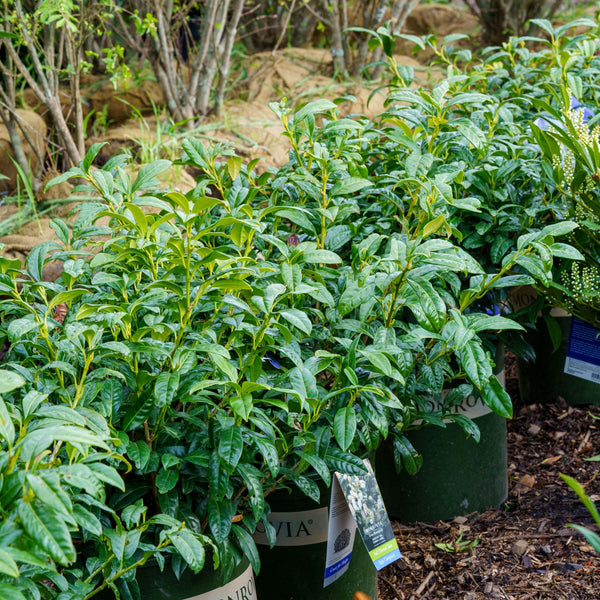 Chestnut Hill Cherry Laurel