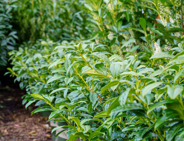 Chestnut Hill Cherry Laurel
