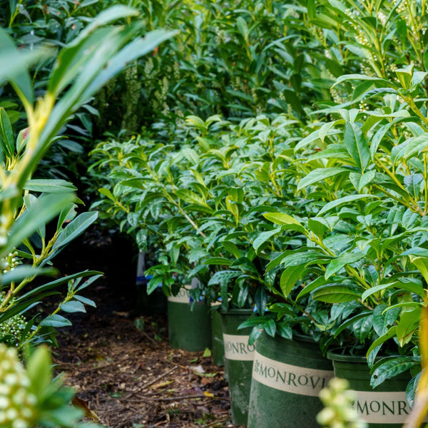 Chestnut Hill Cherry Laurel
