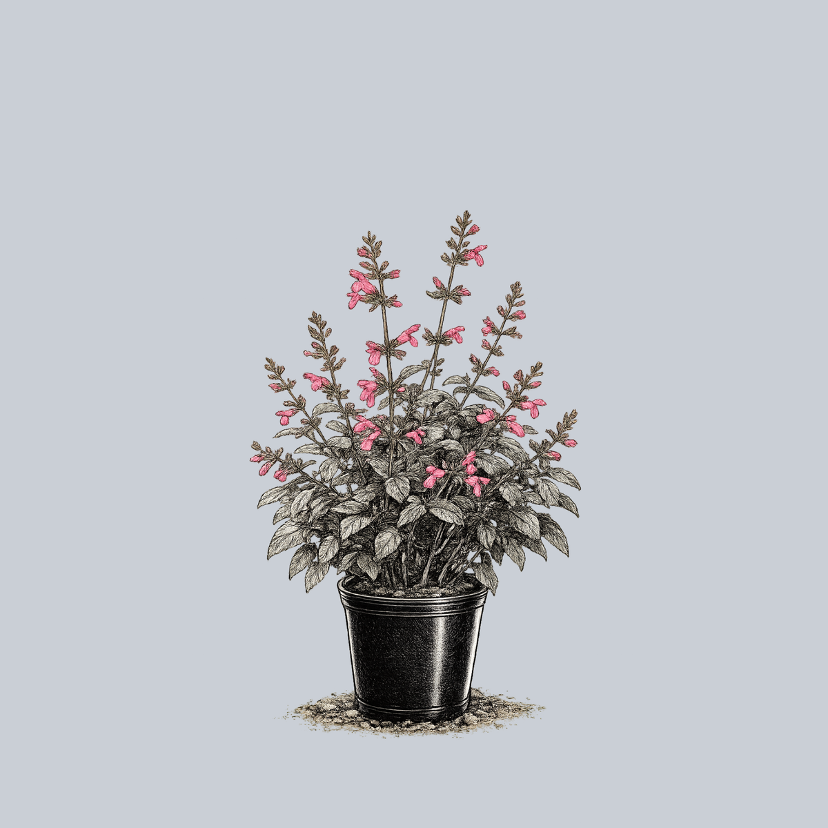 天海春香SSP 1AS/SE52-27SSP Chiapas Sage – Plant Detectives