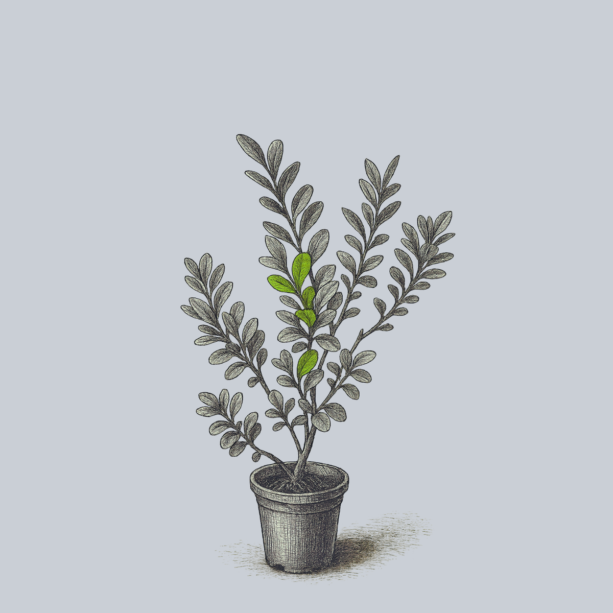 Chinese Banyan – Plant Detectives