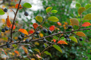 Chokeberry Braches