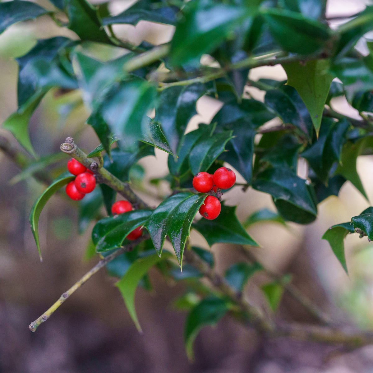 christmas holly plant Christmas Jewel Holly – Plant Detectives