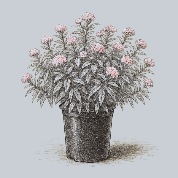 Cinderella Swamp Milkweed