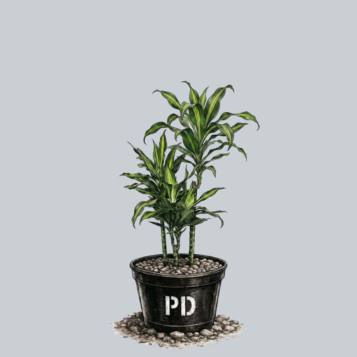 Cintho Dracaena – Plant Detectives