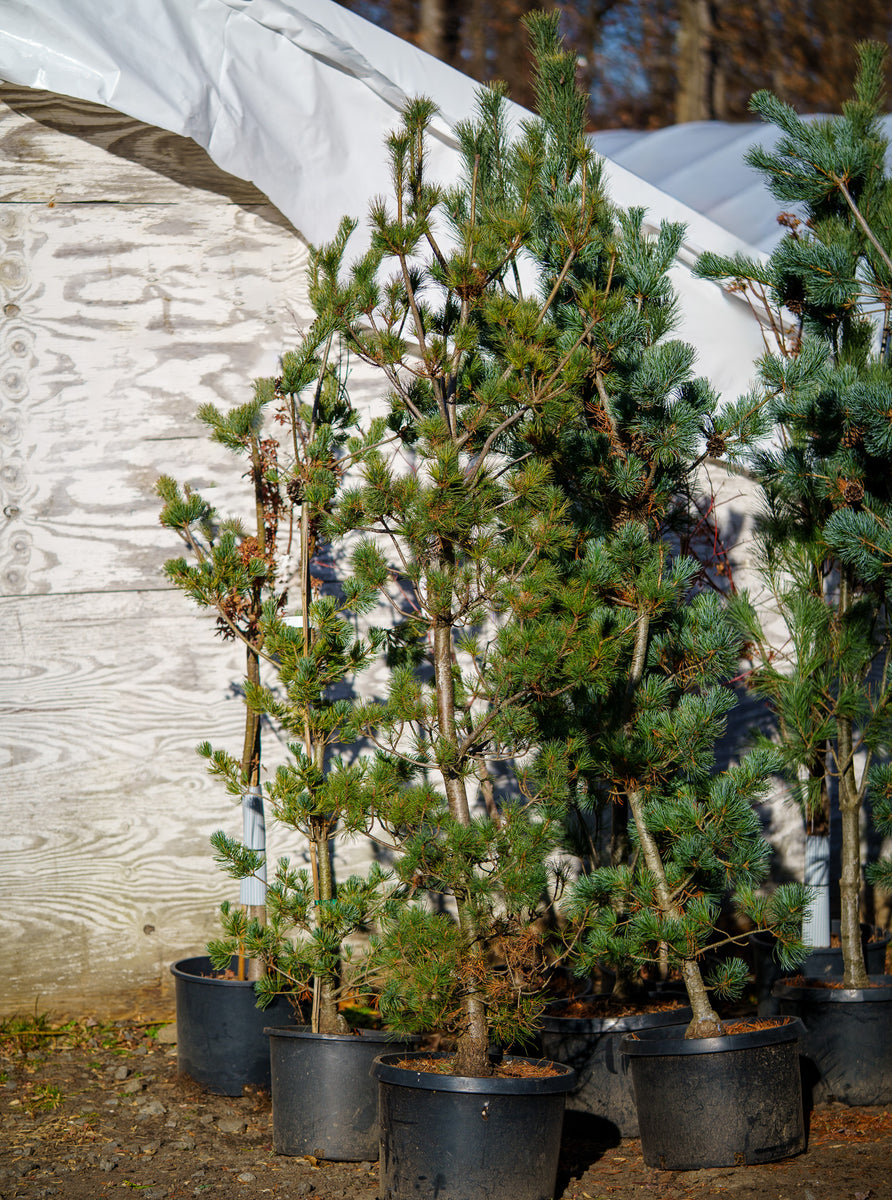 五葉松　Japanese White Pine Japanese White Pine | Specimen Evergreen Trees | Wasco Nursery