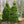 Load image into Gallery viewer, Columnar Mountain Pine - Pine - Conifers
