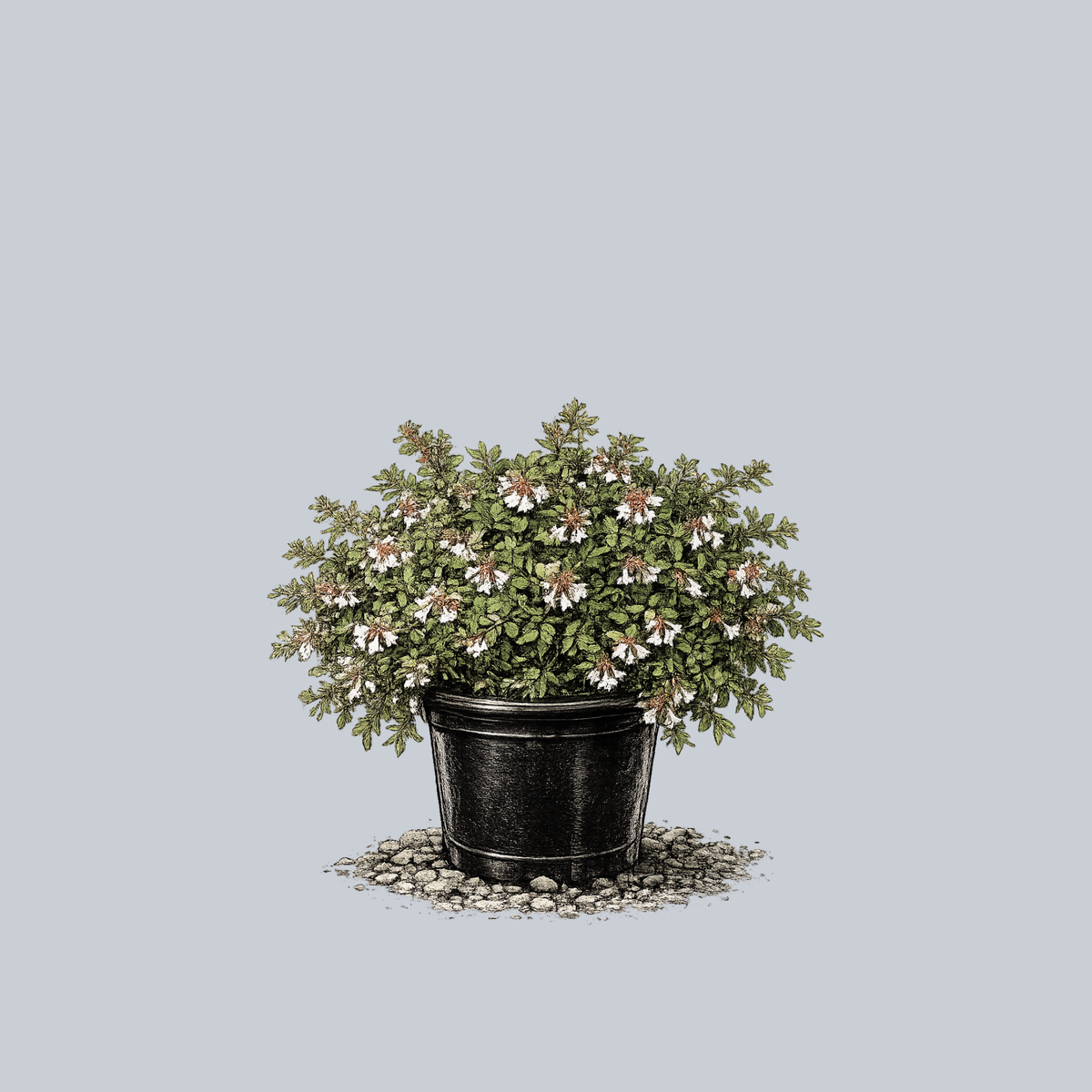 Compact Glossy Abelia – Plant Detectives