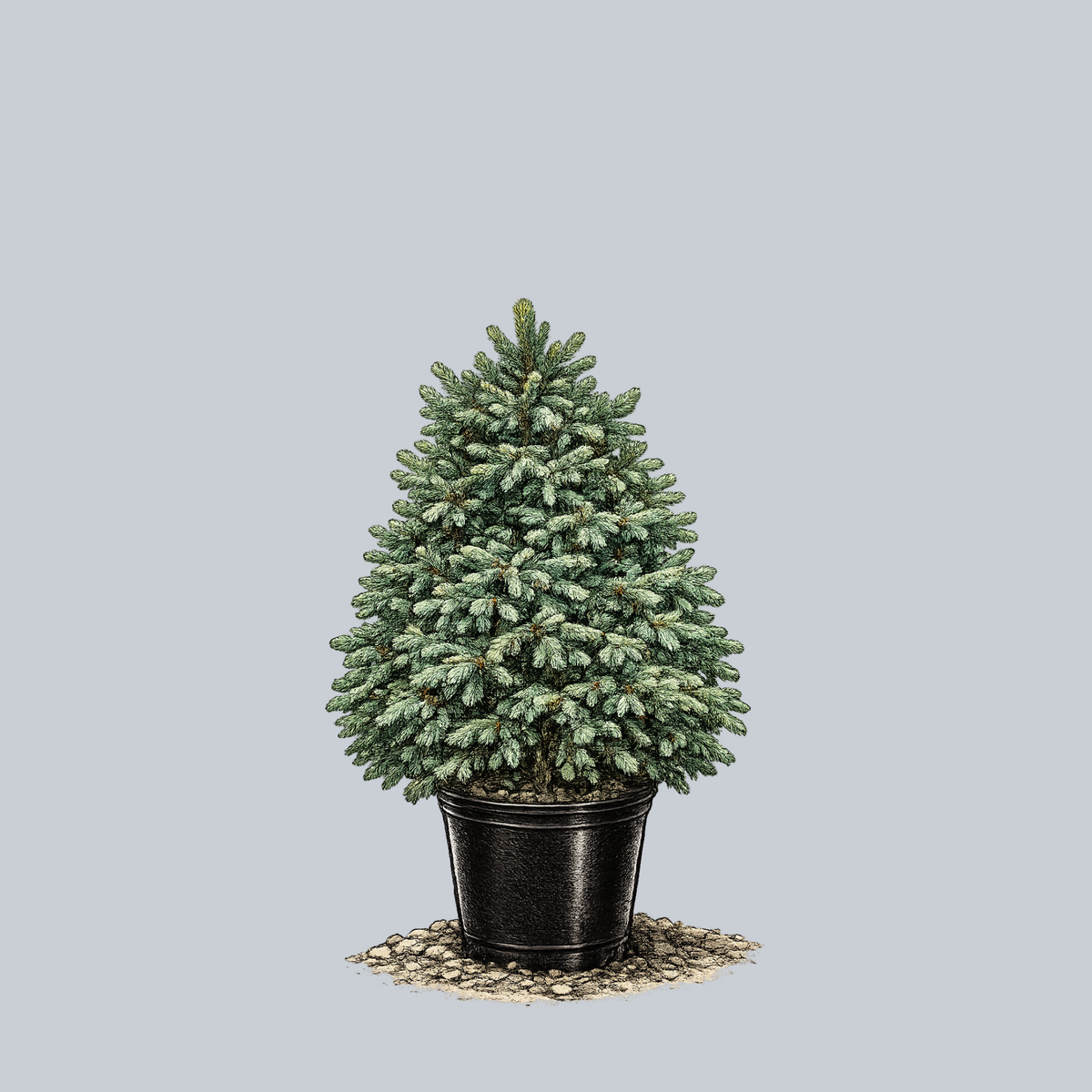 Compacta Engelmann Spruce – Plant Detectives