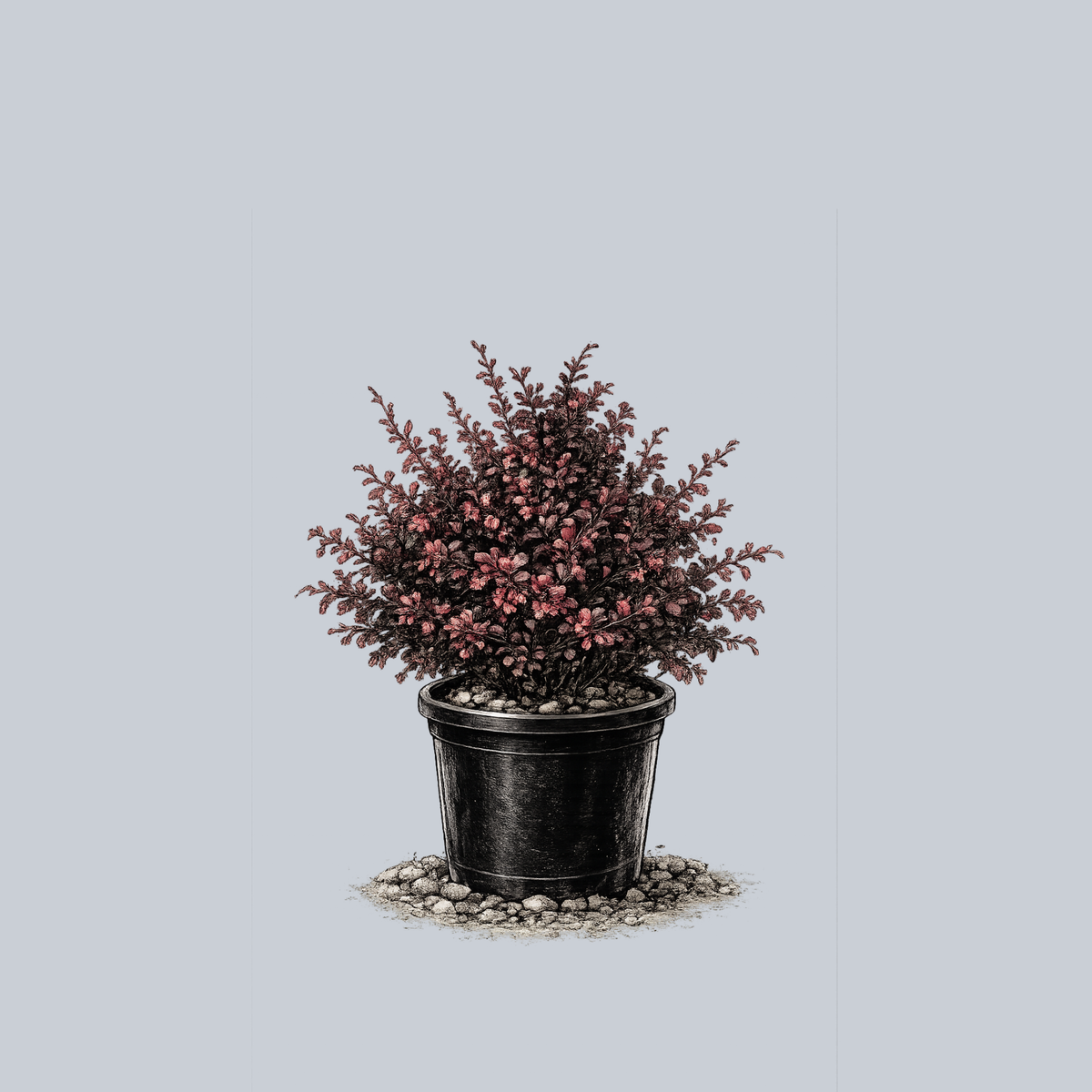 Concorde Barberry – Plant Detectives