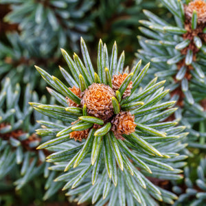 Corbet Blue Spruce - Spruce - Conifers