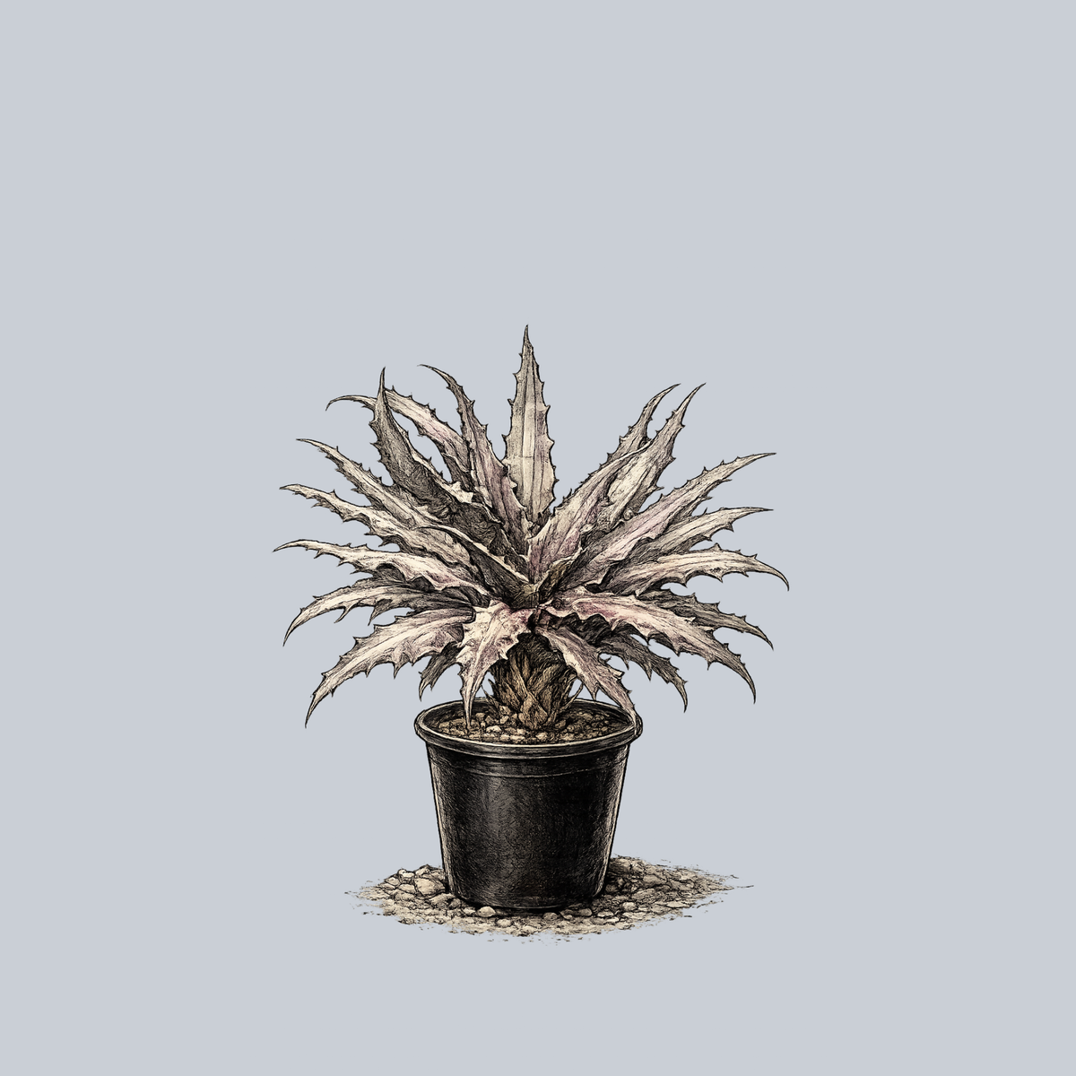cryptanthus potting mix Earth Star Bromeliad – Plant Detectives