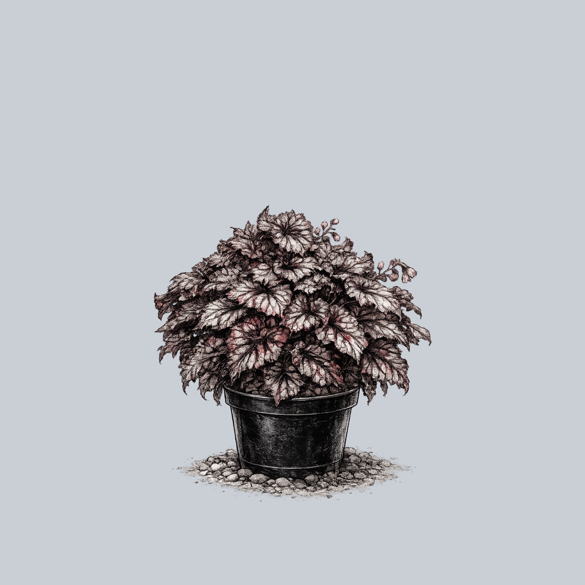 rex house plant Cumbia Rex Begonia – Plant Detectives