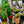 Load image into Gallery viewer, Cactus