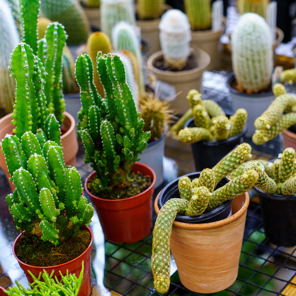 Cactus