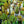 Load image into Gallery viewer, Cactus