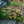 Load image into Gallery viewer, Caitlin's Giant Bugleweed