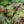 Load image into Gallery viewer, Caitlin's Giant Bugleweed