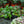 Load image into Gallery viewer, Caitlin's Giant Bugleweed