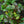 Load image into Gallery viewer, Caitlin's Giant Bugleweed
