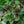 Load image into Gallery viewer, Caitlin's Giant Bugleweed