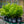 Load image into Gallery viewer, Calamondin Orange - Other Fruit Trees - Fruit Trees