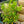 Load image into Gallery viewer, Calamondin Orange