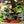 Load image into Gallery viewer, Beauty Star Calathea - Calathea - Houseplants