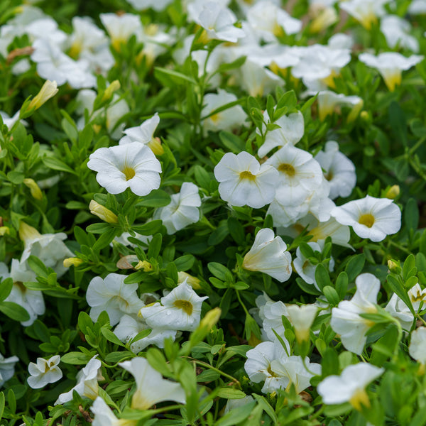 Million Bells