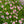 Load image into Gallery viewer, Million Bells