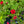 Load image into Gallery viewer, Million Bells