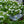 Load image into Gallery viewer, Million Bells