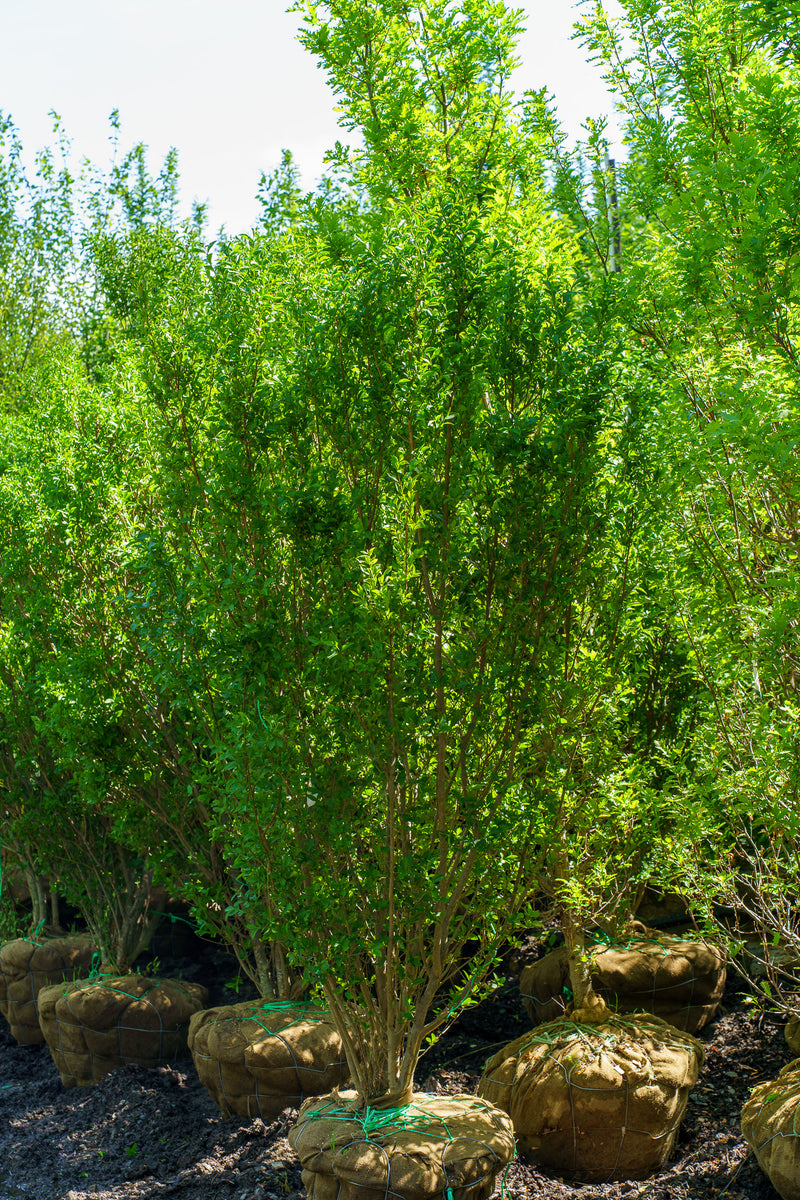 olea europaea plant Common Olive Tree (Olea europaea) main image 0