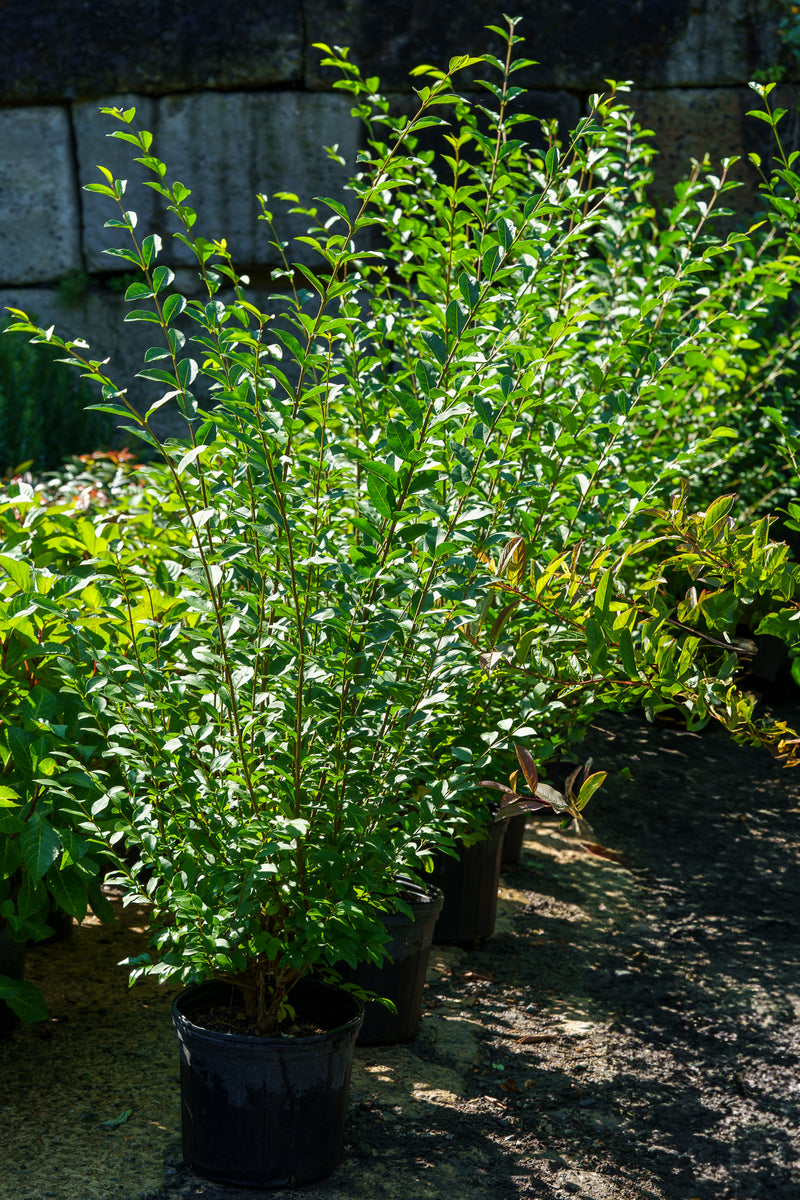 California Privet – Plant Detectives