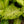 Load image into Gallery viewer, Camouflage Dieffenbachia
