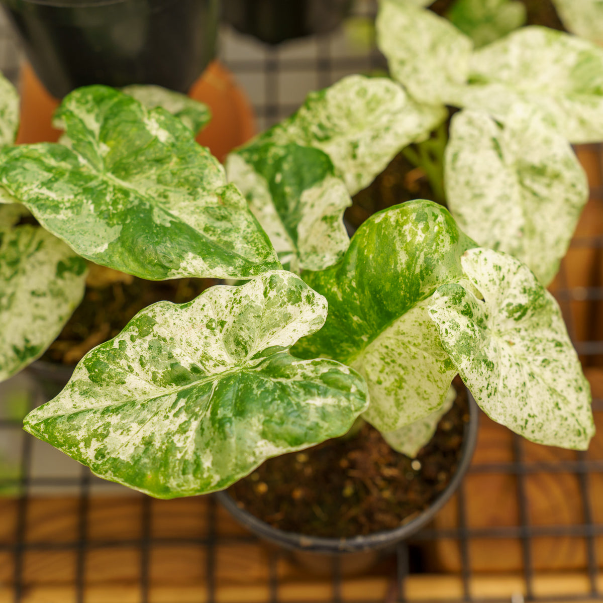 variegated elephant ear plant sympathy Camouflage Elephant Ear – Plant Detectives