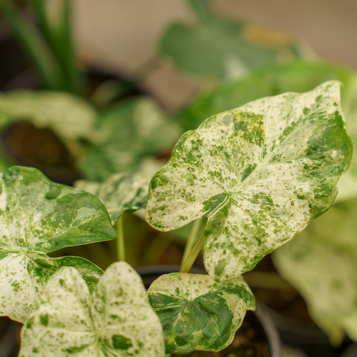 mottled spots on elephant ear plants Camouflage Elephant Ear – Plant Detectives