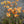 Load image into Gallery viewer, Campfire Glow Chrysanthemum