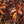 Load image into Gallery viewer, Canada Red Chokecherry