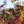 Load image into Gallery viewer, Canada Red Chokecherry