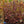 Load image into Gallery viewer, Canada Red Chokecherry