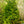 Load image into Gallery viewer, Candian Hemlock - Hemlock - Conifers