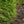 Load image into Gallery viewer, Candian Hemlock